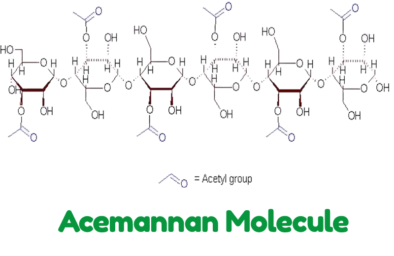 Acemannan Molecule