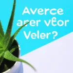 Does Aloe Vera Contain Glyconutrients?