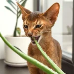 Are Aloe Vera Plants Toxic To Cats?