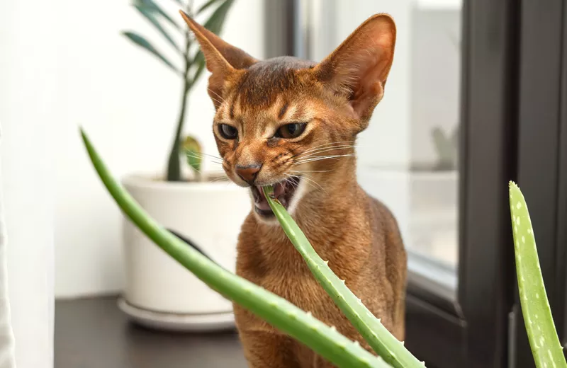 Are Aloe Vera Plants Toxic To Cats?