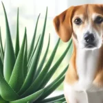 Are Aloe Vera Plants Toxic To Dogs?